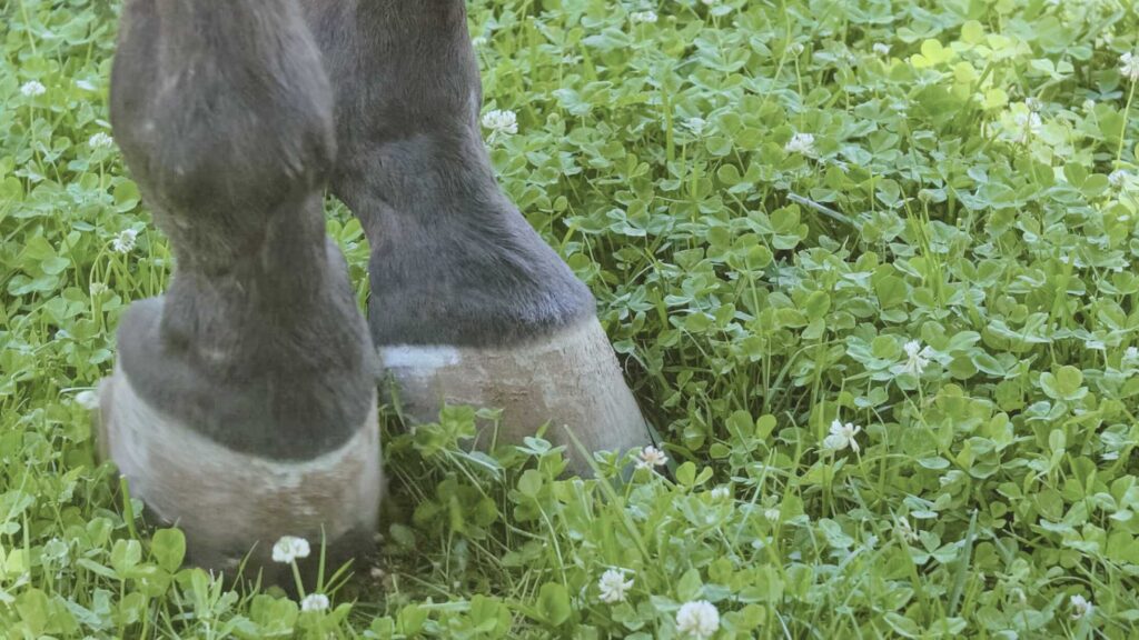 Horse hooves standing in clover