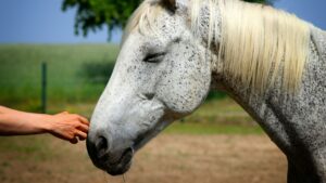 A hand touching a horse's nose