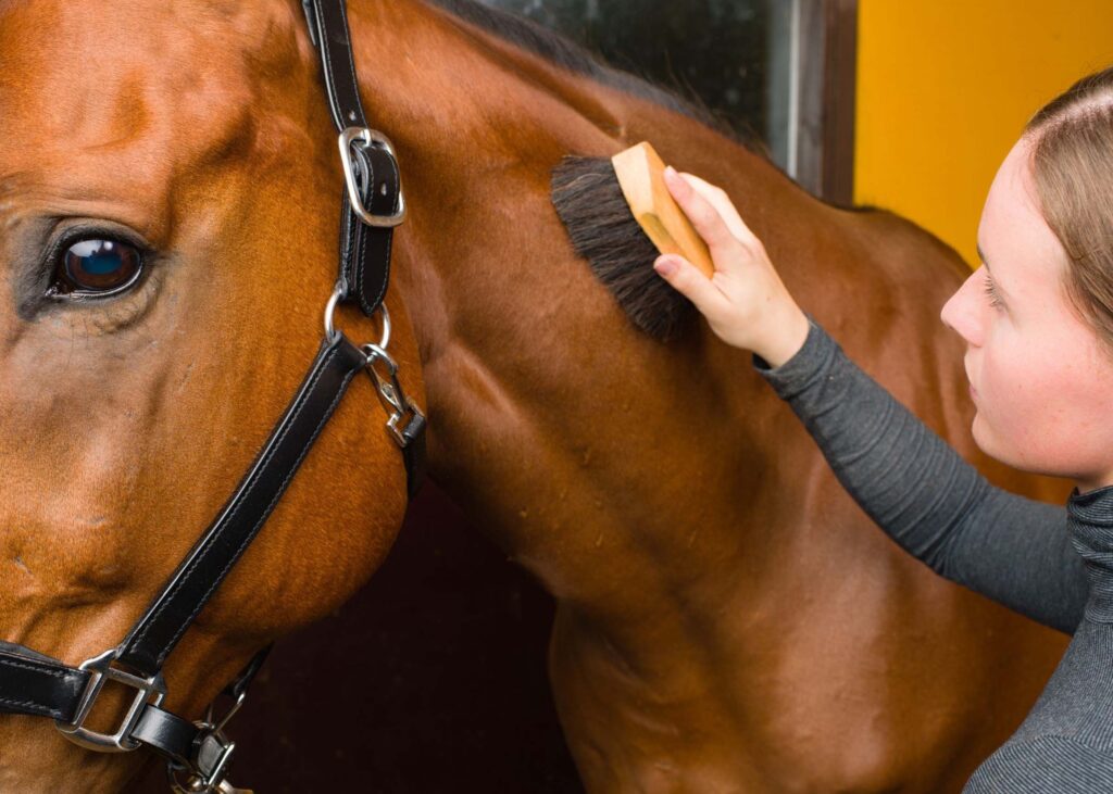 Woman brushing a horse's neck
