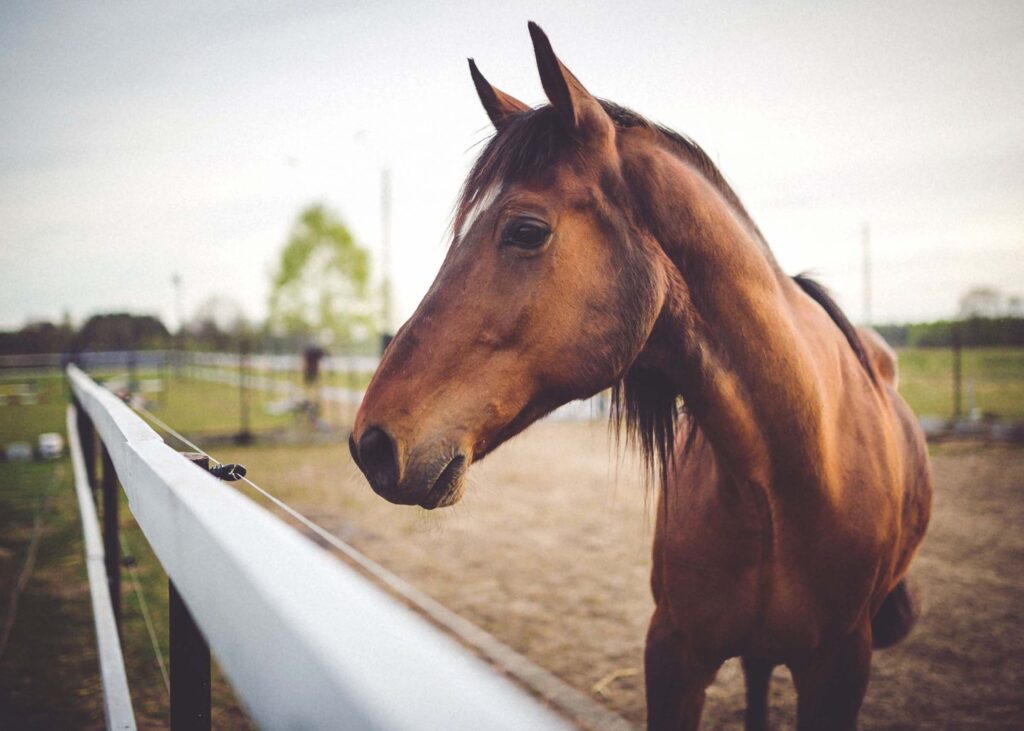 Horse looking out over a white fence