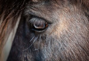 closeup of a horse