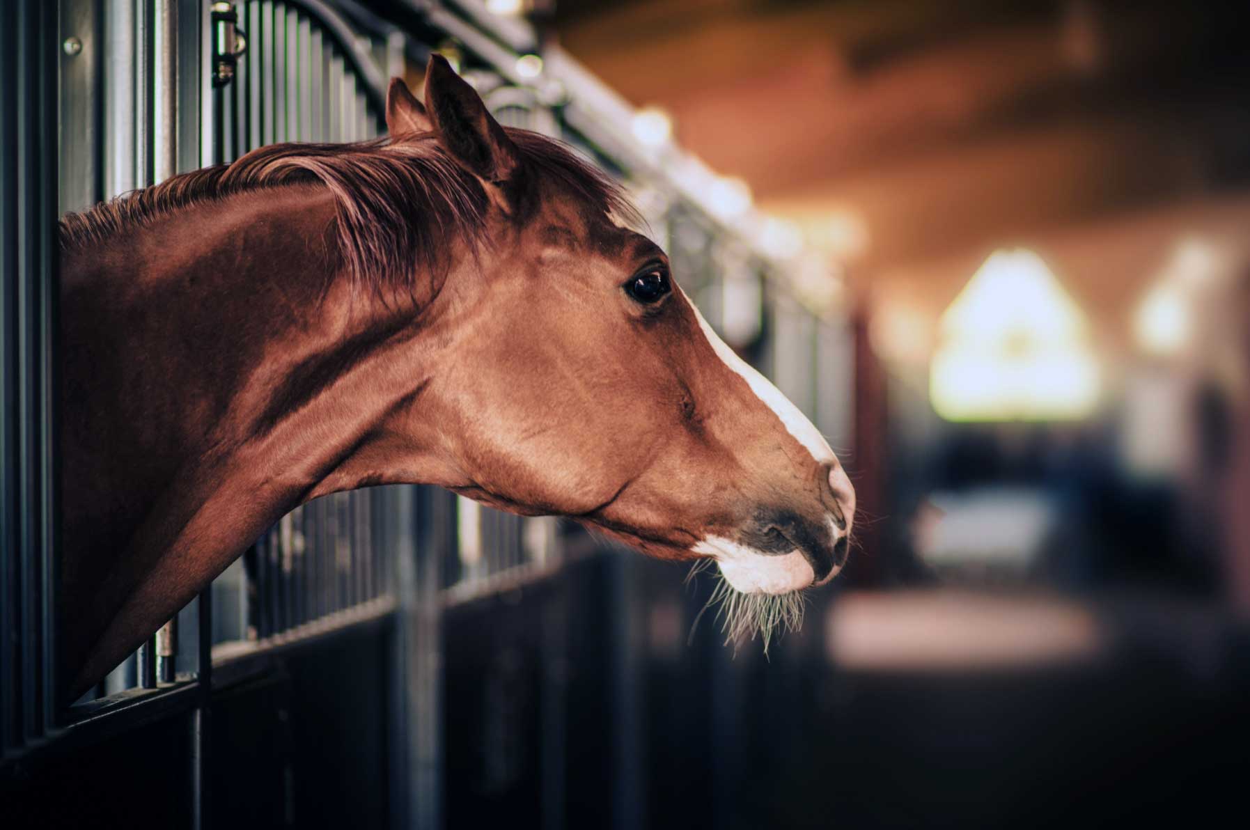 nervous horse in a barn