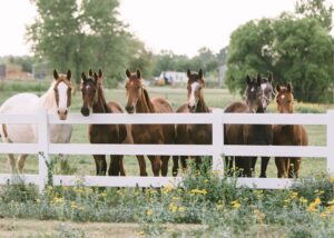 A group of horses standing by a fence