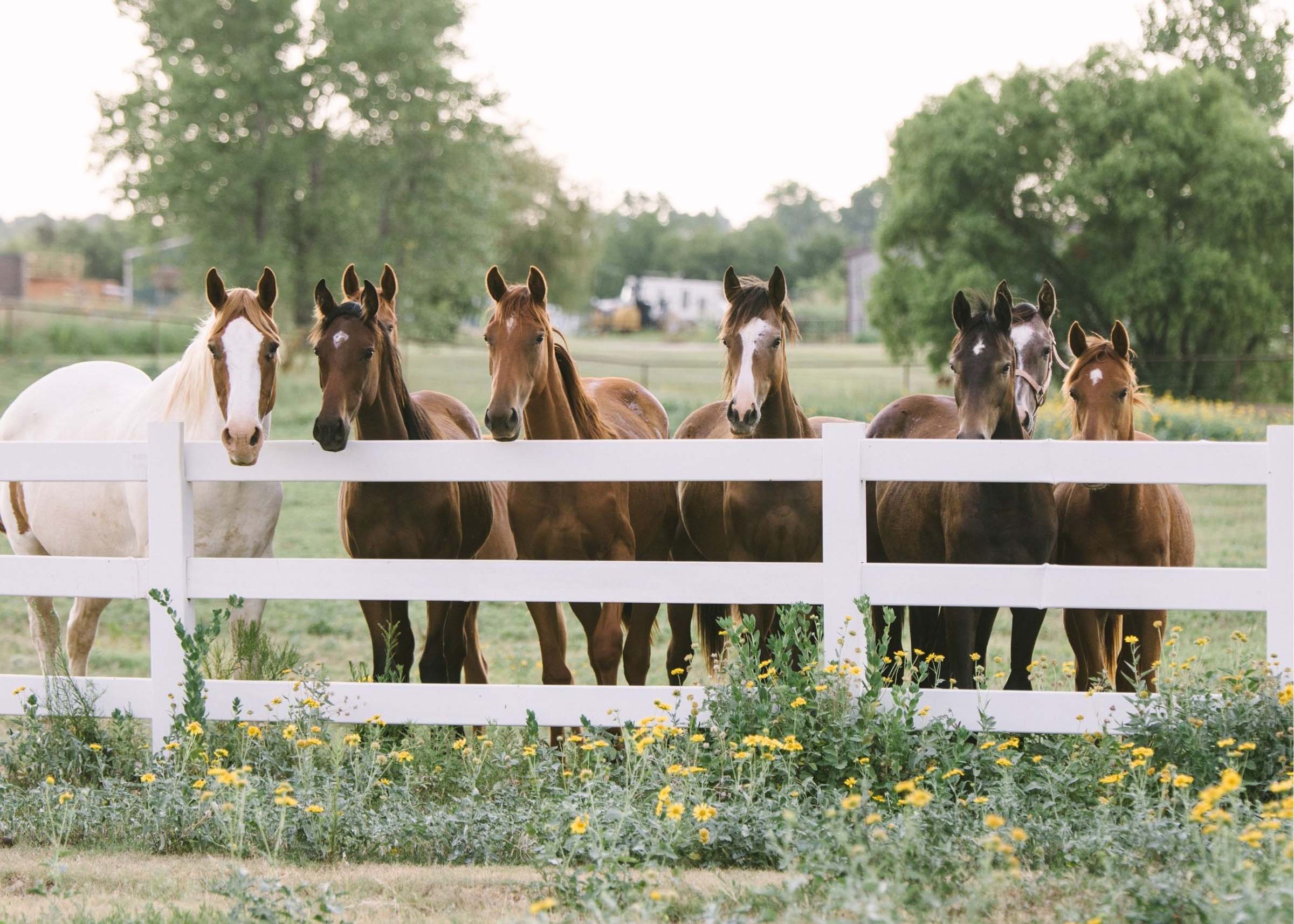 A group of horses standing by a fence