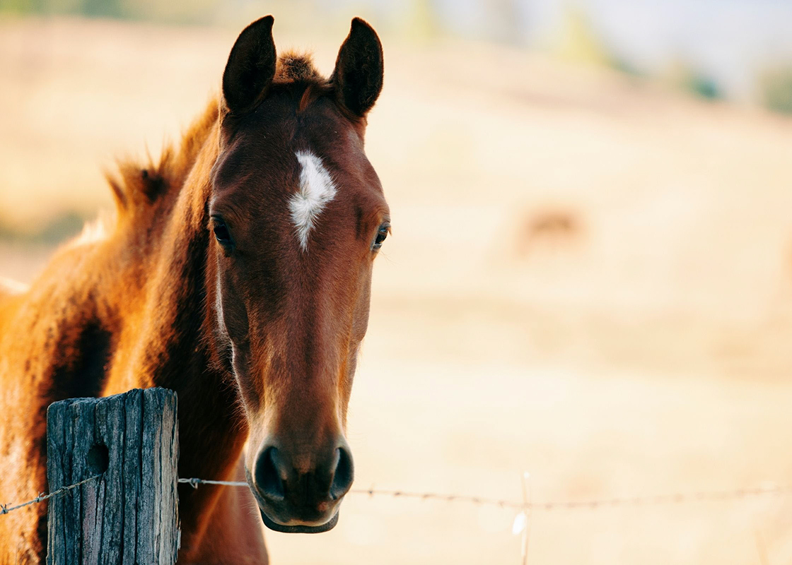 Horse standing at a fence