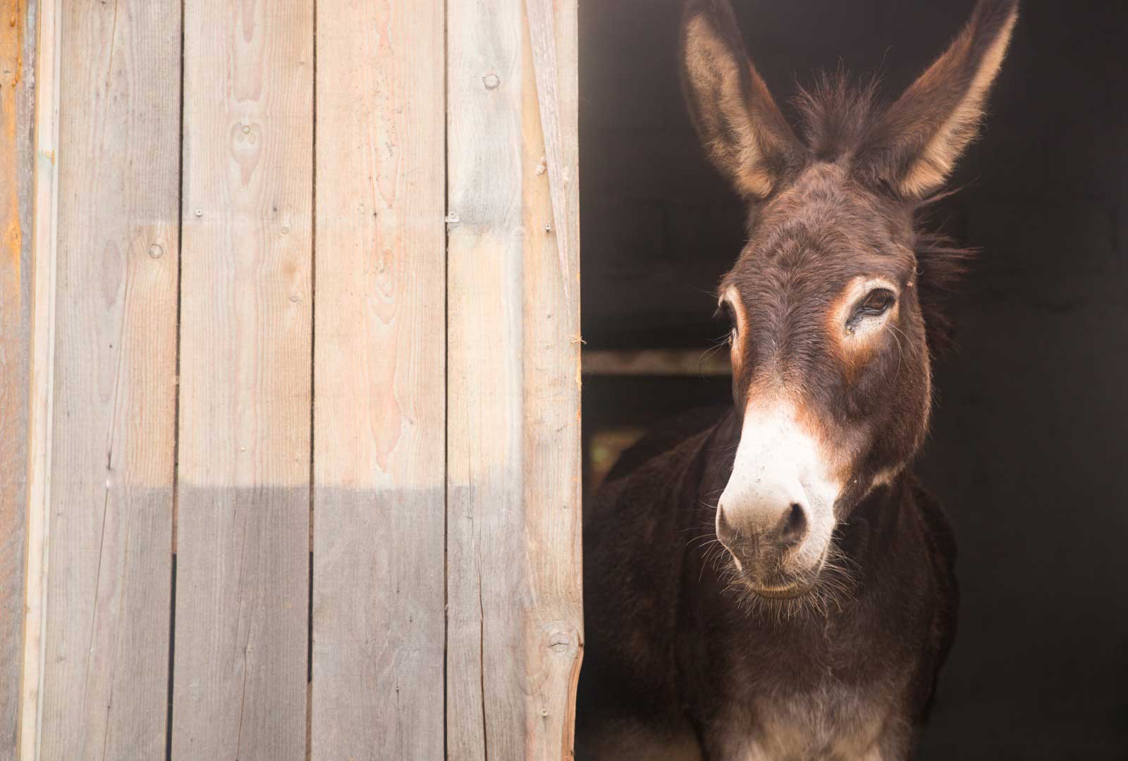 High Miles, Heat Cycles, Bolting, and the “Consistently Inconsistent” Mule: Molly’s Story