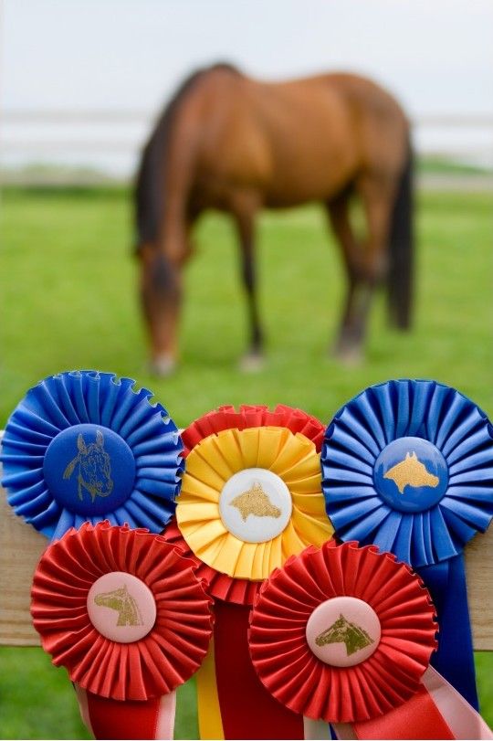 Bay horse grazing beside award rosettes.