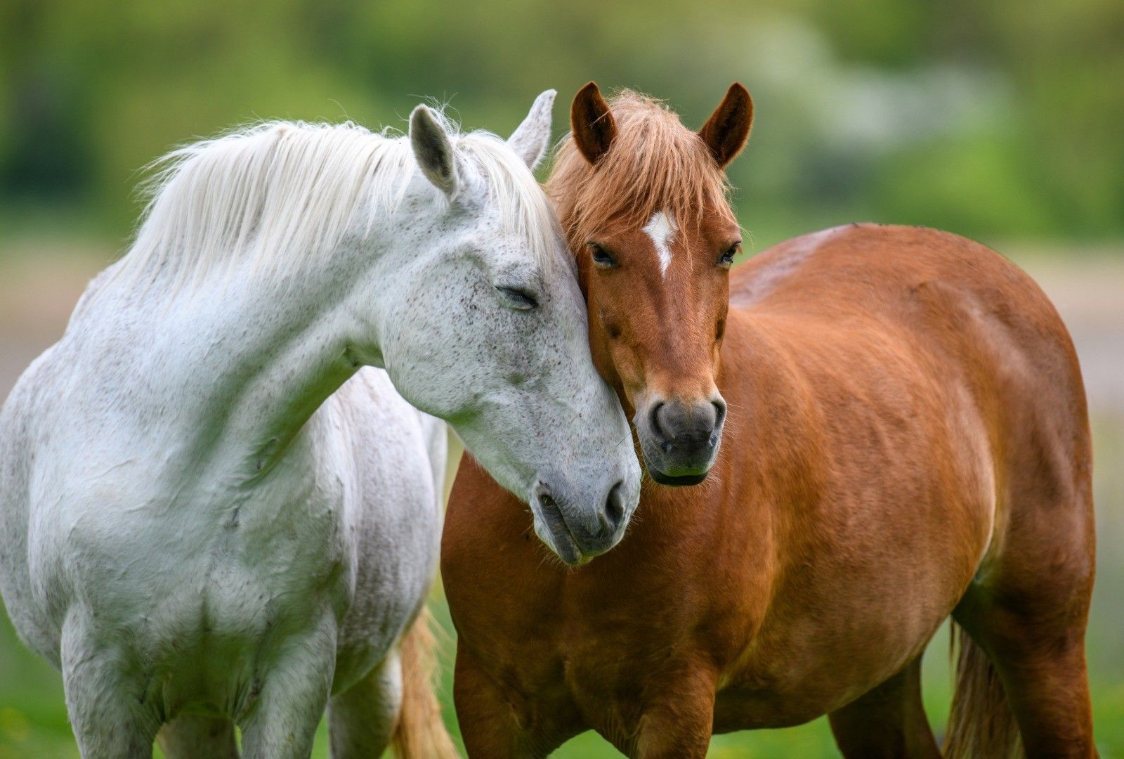 The Stoic Mare With the Complicated Body: Neck Anomaly, Tying Up, and the Magnesium Question