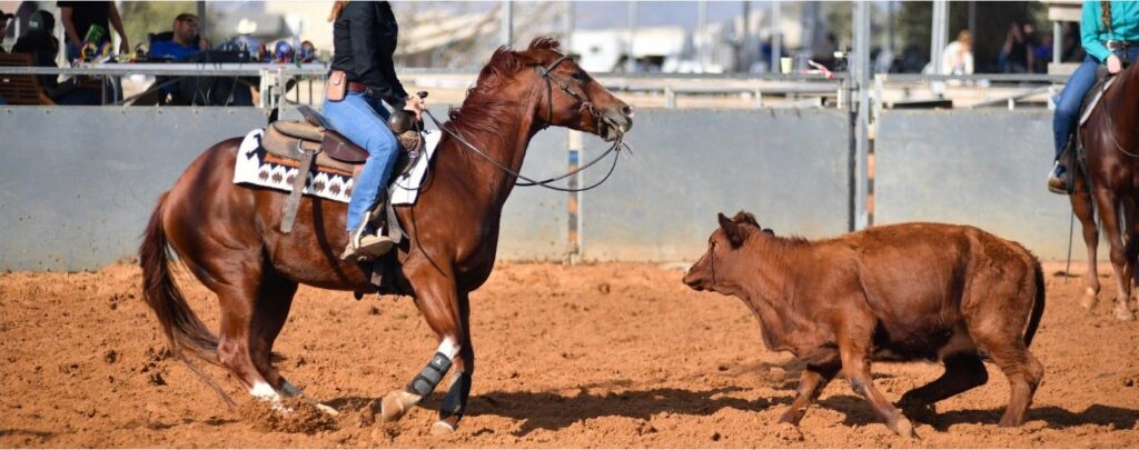 Sorrel cutting horse working a calf.