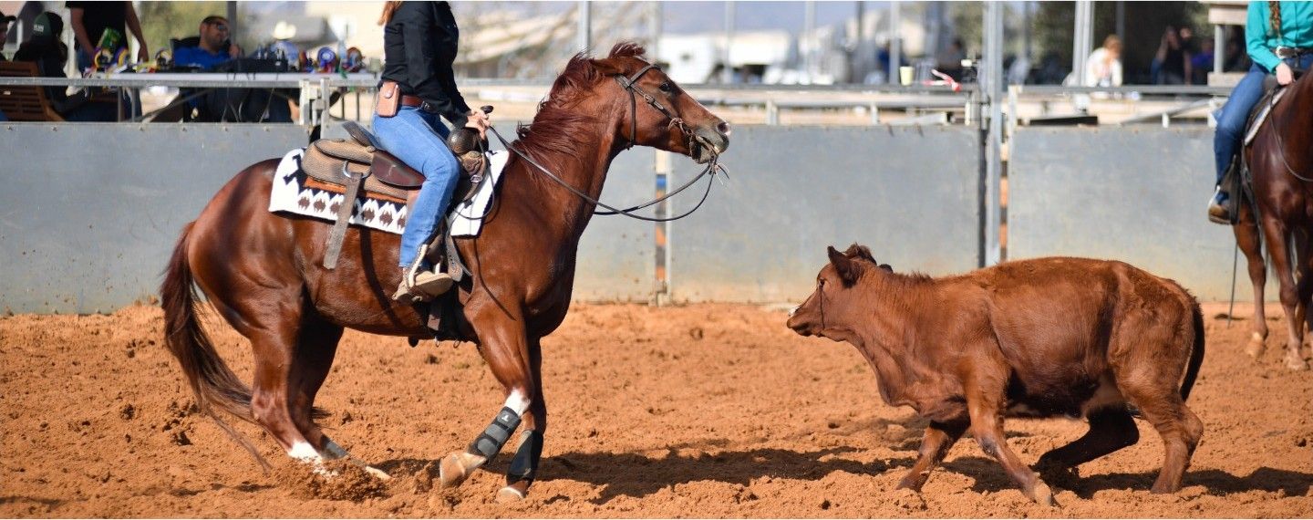 Sorrel cutting horse working a calf.