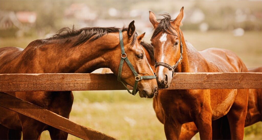 Two bay horses standing at a wooden fence.