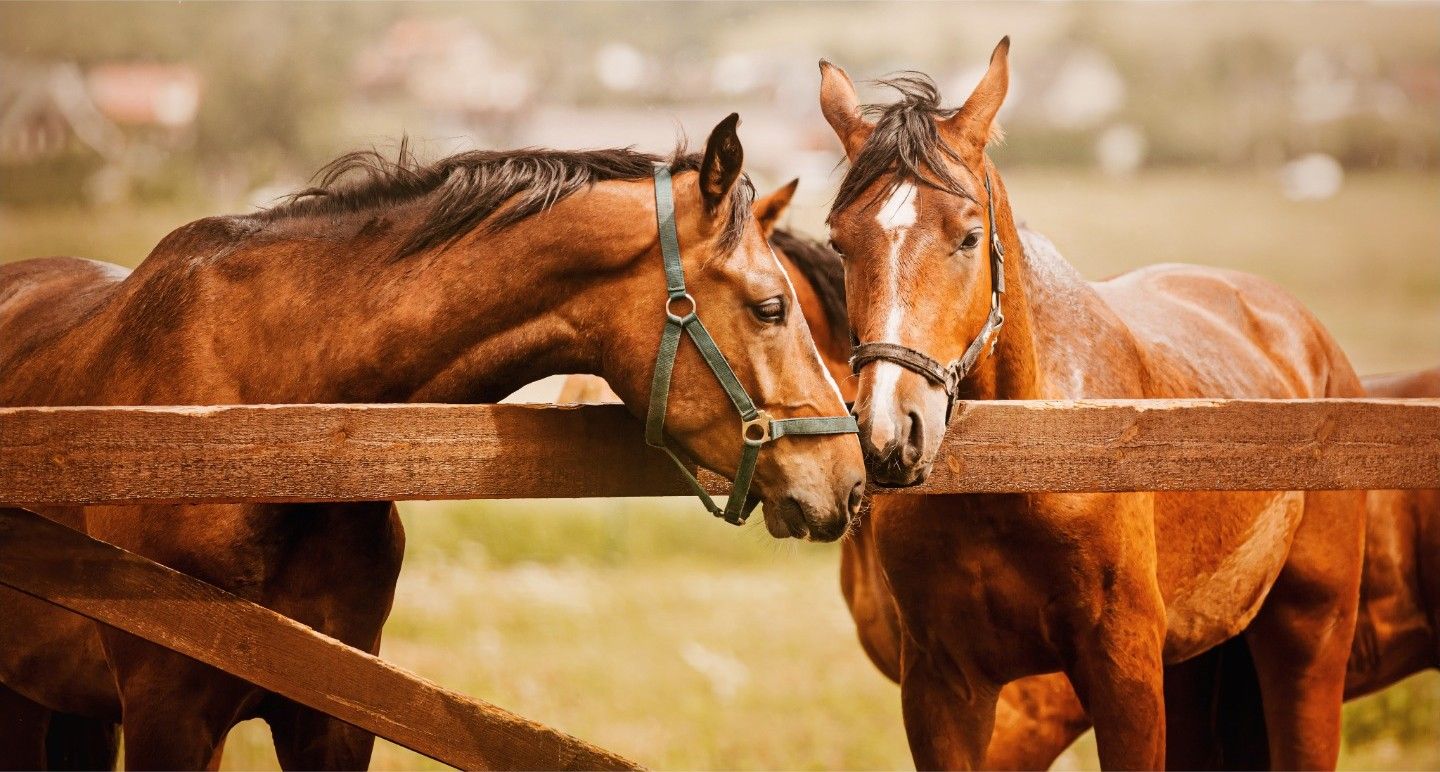 Two bay horses standing at a wooden fence.