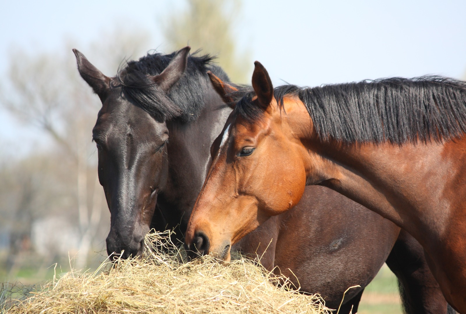 When the Pasture Pet Is in Crisis: Cramping, Laminitis, Loss, and the Magnesium Question