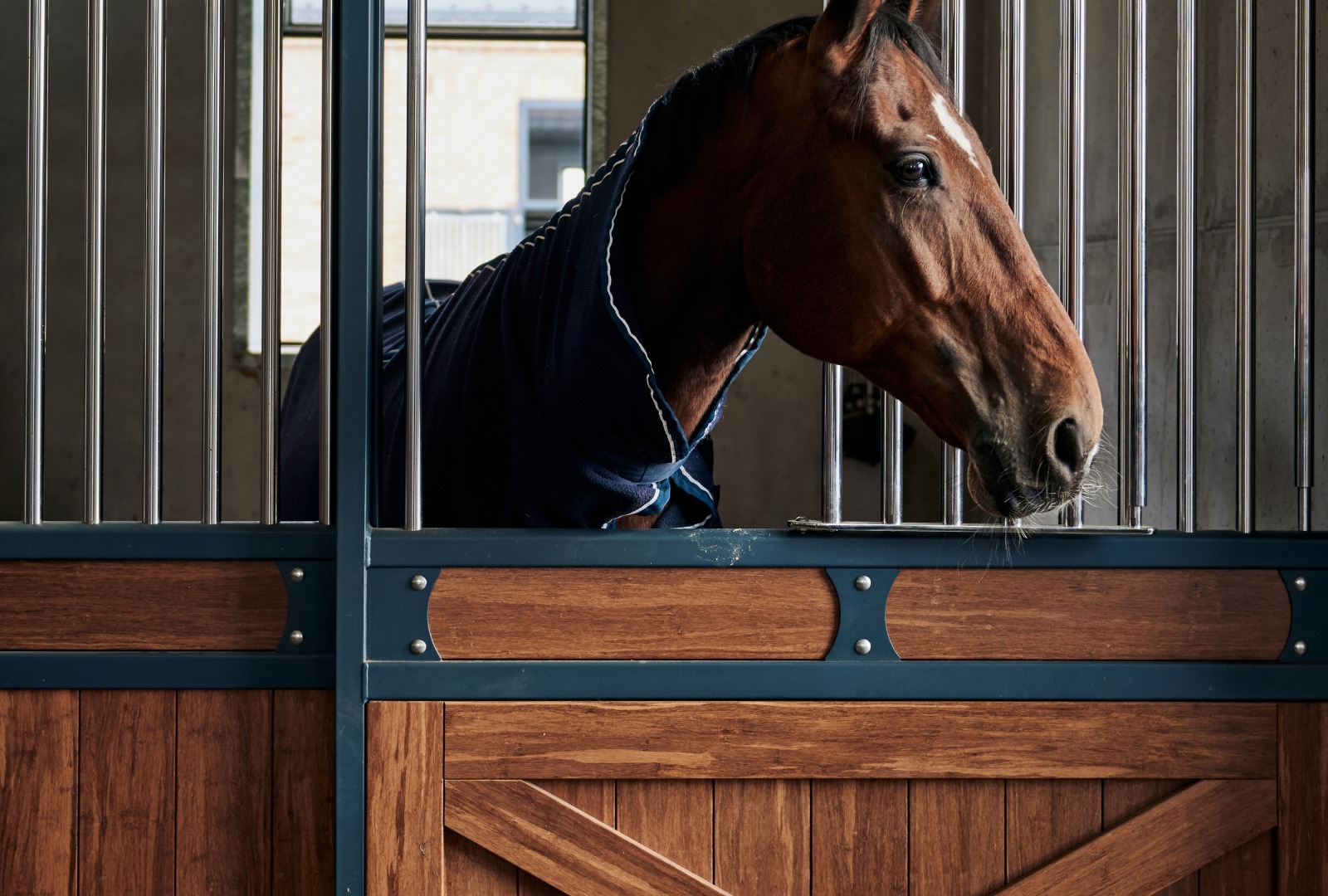 Brown horse at a stall door